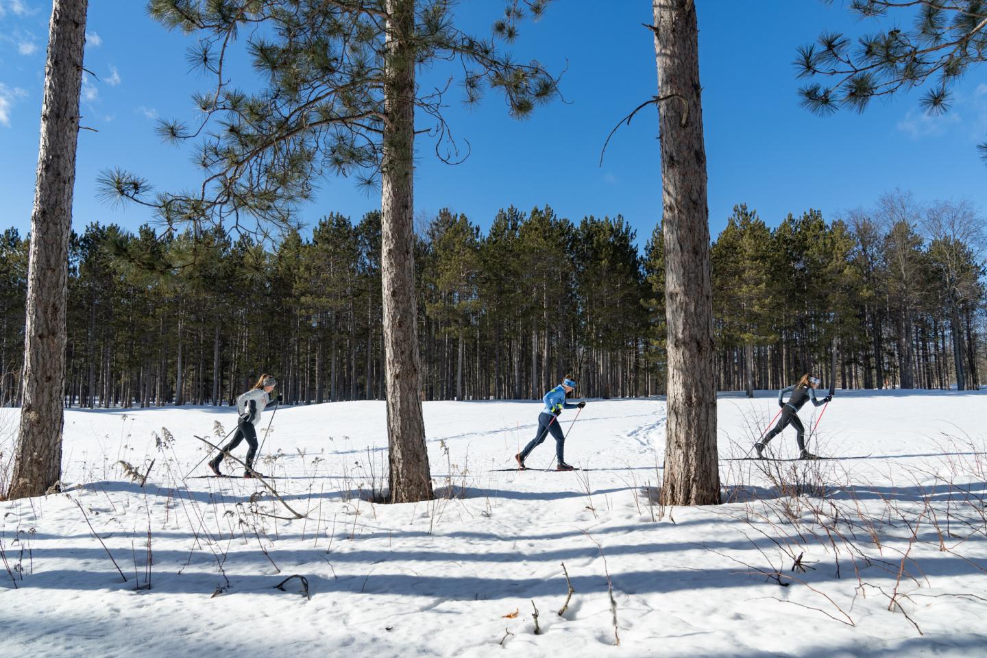 Three people cross-country skiing through a snowy forest under a clear blue sky.