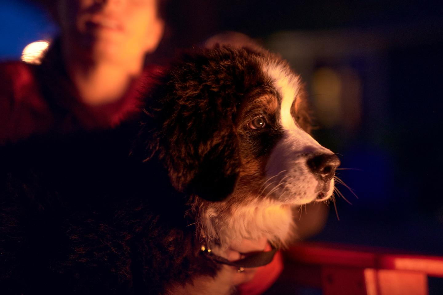 Puppy gazing into warm light, person blurred in background.