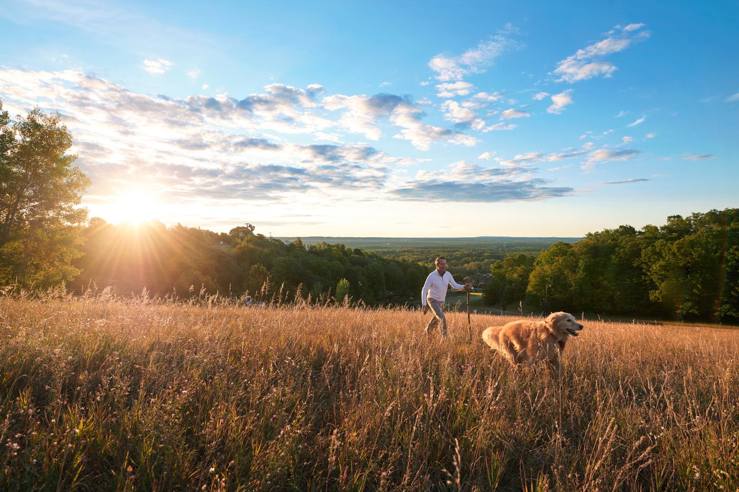 Sunlit field with a person and a dog playing, surrounded by trees and blue sky.